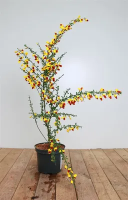 Produktbild von Cytisus scoparius 'Dragonfly', Besenginster, gelb-rot, 30–40 cm