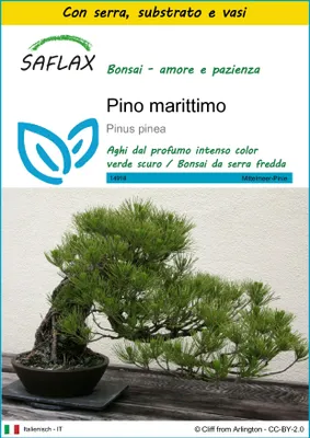 Immagine prodotto di SAFLAX Insieme di coltivazione - Pino marittimo - 6 semi - Pinus