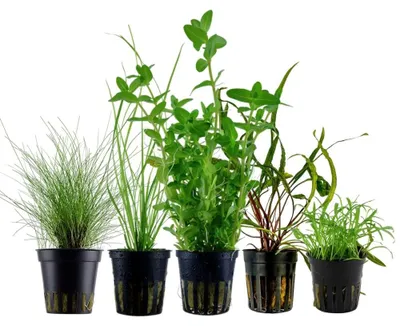 Produktbild von Pflanzen Set mit 5 Einsteiger Topf Aquarium Wasserpflanzen AquaOne Nr.221