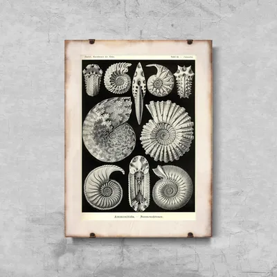 Produktbild von Poster - Canvas - Leinwand - 29,7 cm x 42 cm - Sea Shell Anmonitida