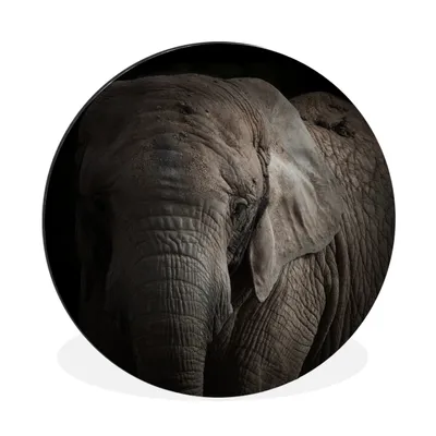 Produktbild von MuchoWow® Aluminium Wandkreis Elefant - Porträt - Tiere - Schwarz Ø 60 cm Wanddeko Modern Wohnzimmer - Wand Kreis - Wandbild - Schlafzimmer - Aluminium Bild - Kinderzimmer - Wohnzimmer Dekoration - Wandschmuck