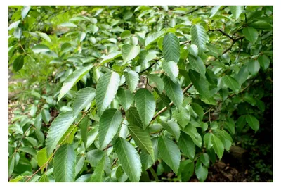 Produktbild von Koreanische Hainbuche Carpinus turczaninowii Pflanze 15-20 cm