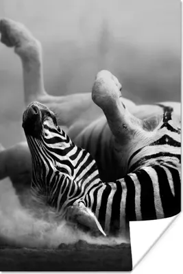 Produktbild von MuchoWow® Poster Zebra - Tiere - Schwarz - Weiß 80x120 cm - Papierdruck