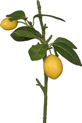 Produktbild von Künstlicher Dekozweig mit Fruchtelementen für die Innendekoration, Serie FRUITS