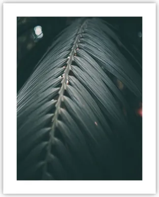 Produktbild von Poster - Poster ohne Rahmen - Blatt Palme exotisch - 40x50 cm - Wand Bild - Wanddeko - Wandbilder - Kunstposter - Wandposter - Bilder - Kunstdruck - Wanddekoration - Wandbild - P2XPA40x50-4907