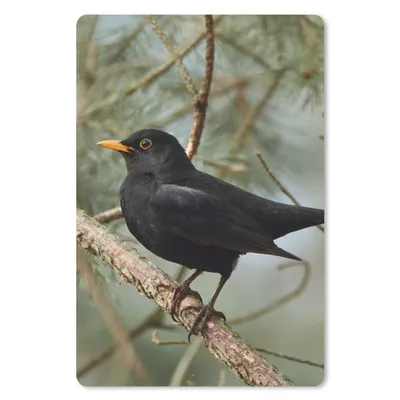 Produktbild von MuchoWow® Mauspad Mousepad Vogel - Amsel - Zweige - Tiere 40x60 cm - Mousepads - Maus Mat - Pad - Mausunterlage - Schreibtisch Accesoire