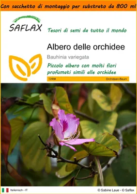 Immagine prodotto di SAFLAX Garden in the bag - Albero delle orchidee - 8 semi - Bauhinia