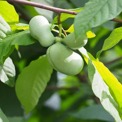 Zdjęcie produktu dla Pawpaw (Asimina triloba) – 5 nasion