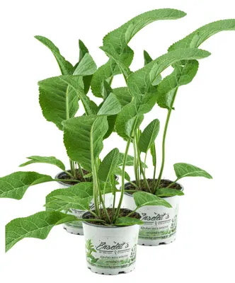 Produktbild von Enseleits 3er Set Meerrettich Pflanze, frische Kräuter Pflanze aus Nachhaltigem Anbau!