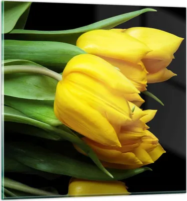 Produktbild von Bilder auf glas - Tulpen Strauß Spiegelreflexion grün - 70x70cm - Glasbilder - Wandbilder - Kunstdruck - Wanddekoration aus Glas - Glas Bilder - Wandbild auf Glas - GAC70x70-0509
