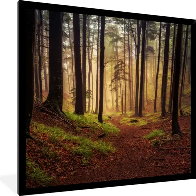 Produktbild von MuchoWow® Gerahmtes Poster Bäume - Natur - Wald 40x40 cm - Poster mit Schwarzem Bilderrahmen Wandposter Rahmen Foto Bilder - Mit Rahmen - Wanddekoration Schlafzimmer