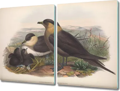 Produktbild von Coloray Hackbrett Küchenbrett Kochplattenabdeckung Schneidebrett Herdabdeckplatte 2x40x52 cm - Vögel Tiere