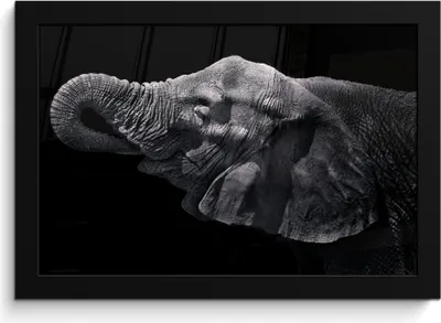 Produktbild von MuchoWow® MuchoWow® Gerahmtes Poster Elefant - Tiere - Schwarz - Natur 30x20 cm - Poster mit zchwarzem Bilderrahmen - Kunstdruck - Bild-Poster