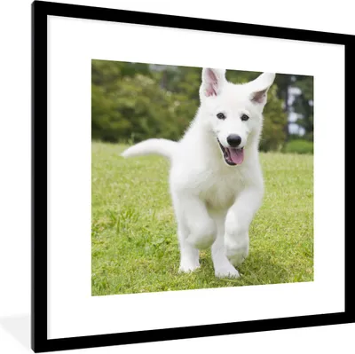 Produktbild von MuchoWow® Gerahmtes Poster Ein weißer Deutscher Schäferhund Welpe 40x40 cm - Poster mit Schwarzem Bilderrahmen Wandposter Rahmen Foto Bilder - Poster - Plakat im Rahmen