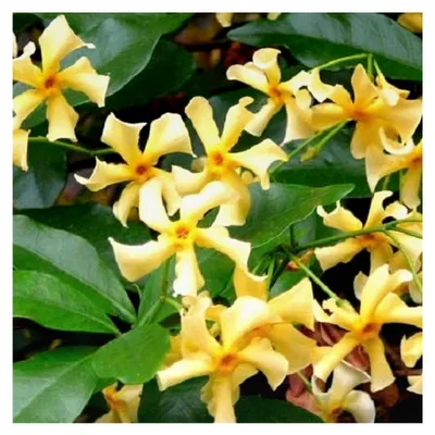 Produktbild von Gelber Sternjasmin - Toskanischer Sternjasmin - Winterharte Kletterpflanze - Immergrüner Duftjasmin - 1,5 Liter Topf - Jasmin - Wächst bis zu 400 cm Höhe