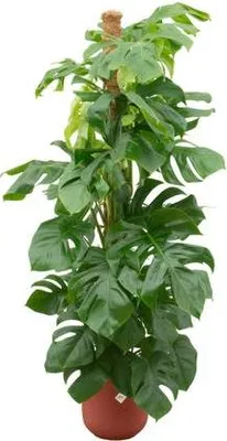 Obrázek produktu pro Monstera Pertusum – okrasná rostlina – Ø26cm – ↕150cm – s dekorativním květináčem Jazz červený – velká pokojová rostlina v sadě – tropická okrasná rostlina do obývacího pokoje a kanceláře