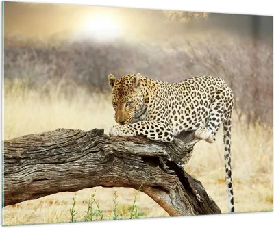 Produktbild von Bilder auf glas - Afrika Leopard Katze Safari - 100x70cm - Glasbilder - Wandbilder - Kunstdruck - zum Aufhängen bereit - Wanddekoration aus Glas - Glas Bilder - Wandbild auf Glas - GAA100x70-2599