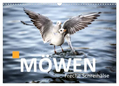 Produktbild von MÖWEN Freche Schreihälse (Wandkalender 2027 DIN A3 quer), CALVENDO Monatskalender