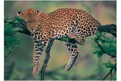 Obrázek produktu pro LEOPARD – Spící – 61 x 91,5 cm – Plakát