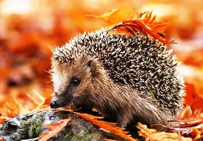Produktbild von Diamond Painting Vollbild 30x40 mit runden Steinen