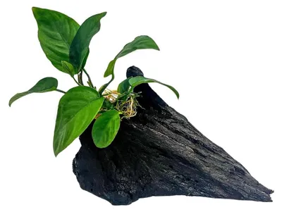 Immagine prodotto di AquaOne, pianta Anubias barteri su radice di mangrovia, decorazione per acquario, acquascaping