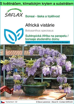 Obrázek produktu pro SAFLAX Garden to go - Africká vistárie - Bolusanthus speciosus - 15 Semena - S květináčem, klimatickou poklicí a pěstebním substrátem