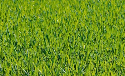 Produktbild von Grüne Oase Rasensamen Berliner Tiergarten 2,5 kg Grassamen für 75m² Grüner Teppich