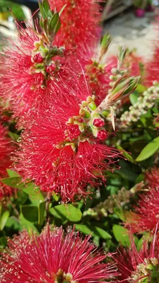 Image de Callistemon laevis / Rince bouteille