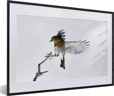 Produktbild von MuchoWow® MuchoWow® Gerahmtes Poster Nahaufnahme Vogel 60x40 cm - Poster mit zchwarzem Bilderrahmen - Schlafzimmer - Plakat in Rahmen - Drucken