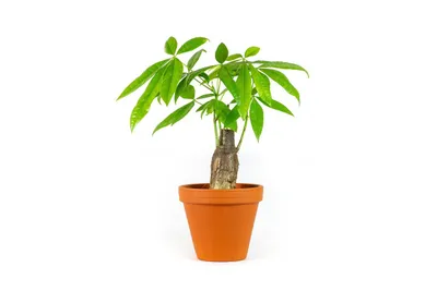 Obrázek produktu pro Gardners Pachira aquatica kmen, průměr 12 cm