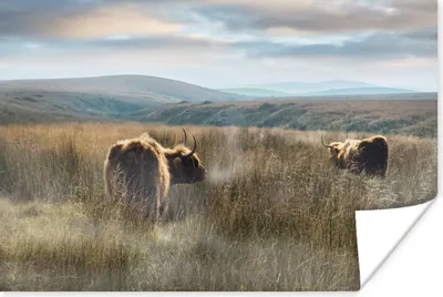 Produktbild von MuchoWow® Poster Schottische Highlander - Nebel - Gras 60x40 cm - Schlafzimmerdekoration