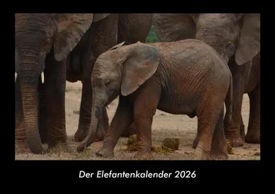 Produktbild von Der Elefantenkalender 2026 Fotokalender - Querformat DIN A3, Monatskalender mit Bild-Motiven von Haustieren, Bauernhof, wilden Tieren und Raubtieren