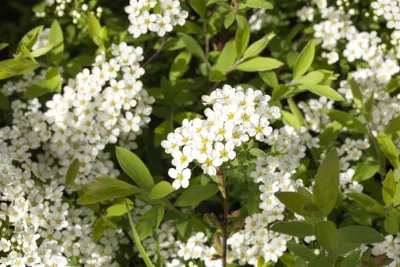 Produktbild von Spiraea cinerea 'Grefsheim', Aschgraue Spiere, weiß, ca. 9x9 cm Topf