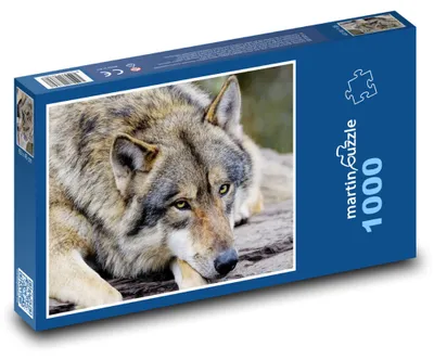 Obrázek produktu pro Puzzle 1000 Šedý vlk na louce - martinpuzzle
