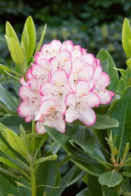 Produktbild von Rhododendron Hybr. 'Picotee', rosa-weiß, 40–50 cm