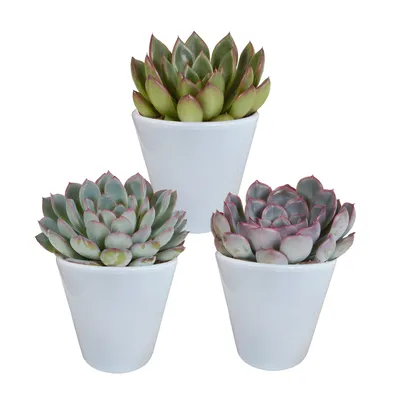 Produktbild von Sukkulenten-Echeveria-Mischung 8,5 cm - 3x - in weißen Topf