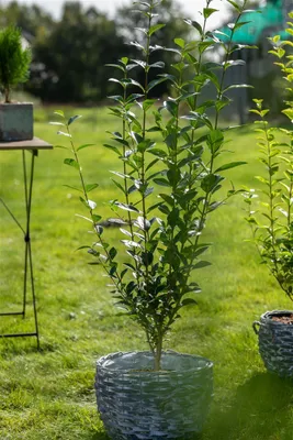 Produktbild von Ligustrum ovalifolium, Ovalblättriger Liguster, 80–100 cm