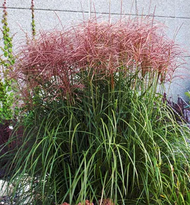 Produktbild von Chinaschilf ´RED CHIEF´ 10-15 cm, Cont. 2 l