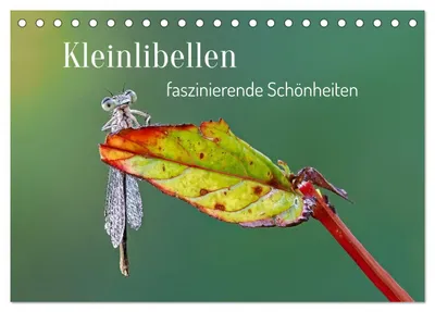 Produktbild von Kleinlibellen - faszinierende Schönheiten (Tischkalender 2027 DIN A5 quer), CALVENDO Monatskalender