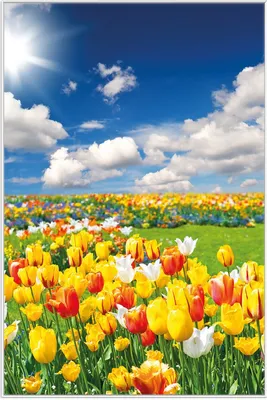 Produktbild von Wallario Wandbild Tulpenwiese unter blauem Himmel, Größe: 61 x 91,50 cm, Poster mit weißem Aluminiumrahmen