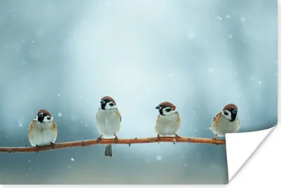 Produktbild von MuchoWow® Poster Vögel - Spatz - Schnee - Winter 60x40 cm - Schlafzimmerdekoration