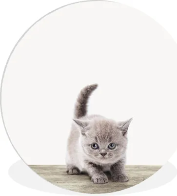 Produktbild von MuchoWow® Rundes Wandbild - Runde Bilder Kätzchen - Katze - Haustiere - Jungen - Kinder - Mädchen Ø 90 cm Kreis Wanddekoration Kunststoff - Wandkreis - Wandschmuck - Wand-Kreis - Wohnzimmer - Bild - Runde - Wanddeko - Dibond - Kunstdrucke