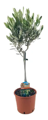 Produktbild von Mediteraner Olivenbaum 50cm