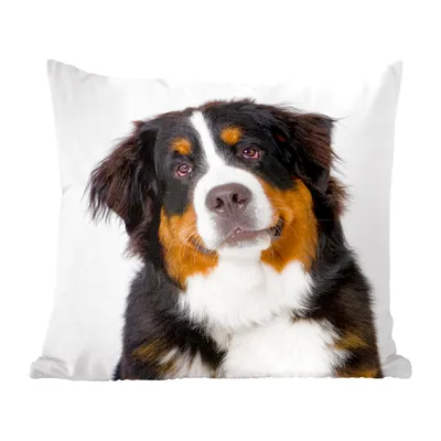 Produktbild von MuchoWow® Zierkissen Sofakissen Wohnzimmer Dekokissen 50x50 cm Porträtfoto eines Berner Sennenhundes - Komfort - Sofakissen
