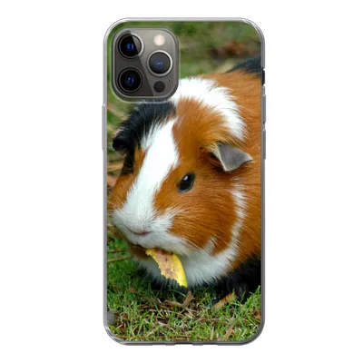 Produktbild von MuchoWow® Handyhülle Schutzhülle Hülle für iPhone 13 Pro Meerschweinchen draußen Silikon Softcase Handy Hülle - Handy-Tasche