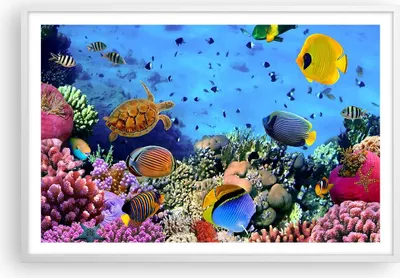 Produktbild von Gerahmtes Poster - Weißer Rahmen - Korallenriff - 91,5x61 cm - Wand Bild - Wanddeko - Wandbilder - Kunstposter - Wandposter - Bilderrahmen - Bilder - Kunstdruck - Wandbild - P2WAA91x61-3569