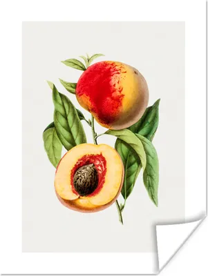 Produktbild von MuchoWow® Poster Pfirsich - Nuss - Lebensmittel 90x120 cm - Wohnzimmer