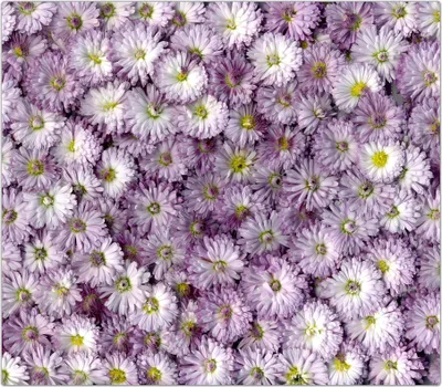 Produktbild von Spritzschutz Herdabdeckplatte Schneidebrett aus Glas Magentameer 1-Teilig (60x52cm)