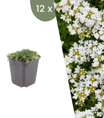 Produktbild von Plants by Frank | 12 Kriechthymian 'Albiflorus' Pflanzen | Thymus Praecox 'Albiflorus' | Bodendecker | Winterhart | Mehrjährig | Gartenpflanzen