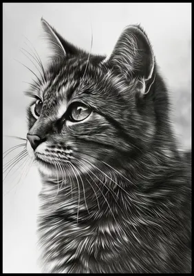 Produktbild von Poster 70x100cm Katzenblick